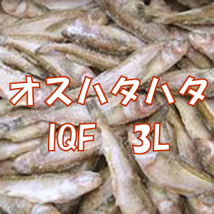 オスハタハタIQF 3L